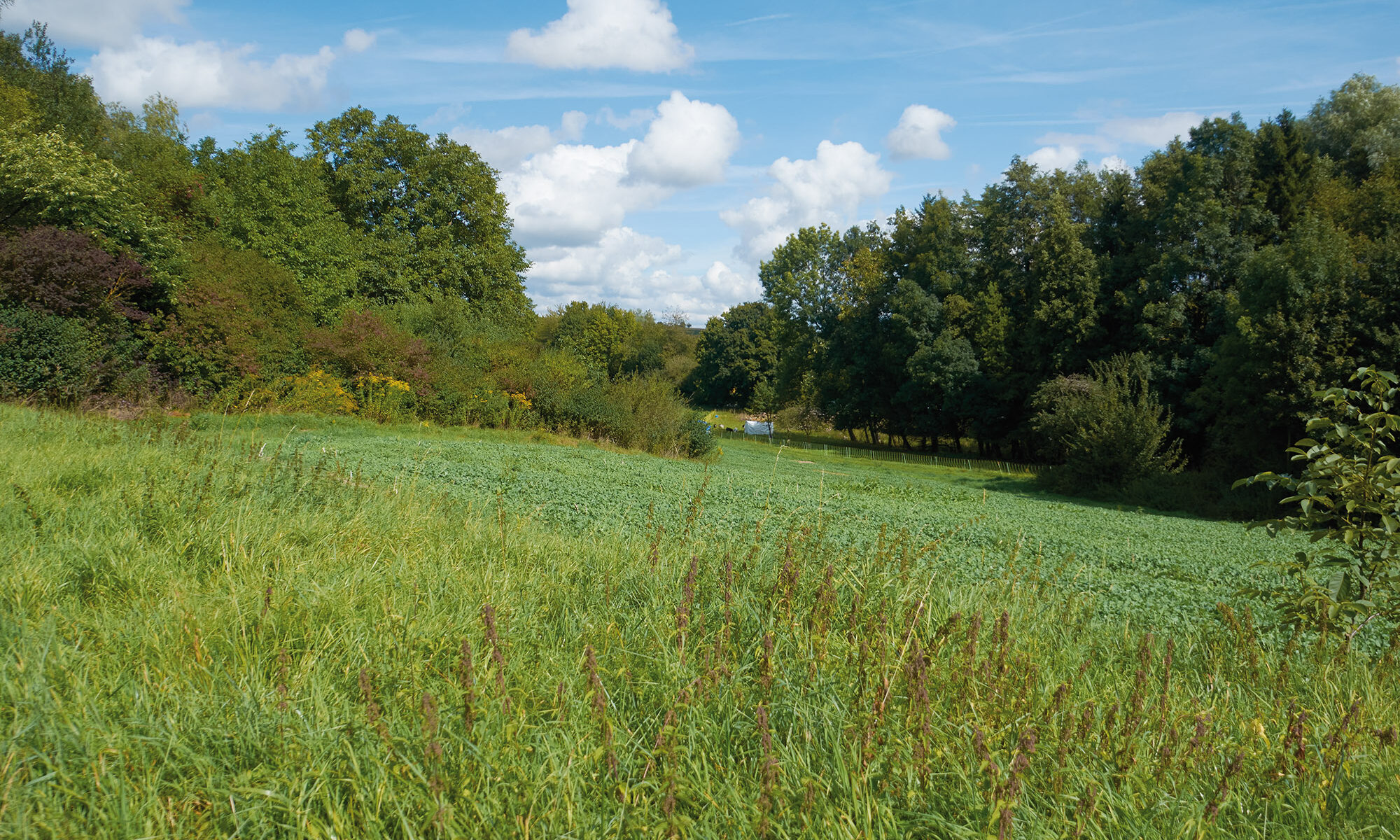 Hier gab es im 19. Jahrhundert noch den Teich der Pfannenmühle